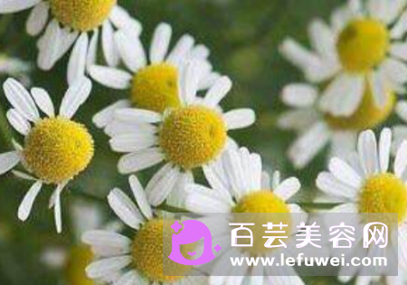 纯露为什么保质期一年 一定要放冰箱吗