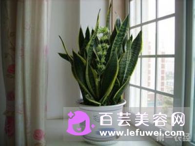 木香调适合什么人 檀香属于吗