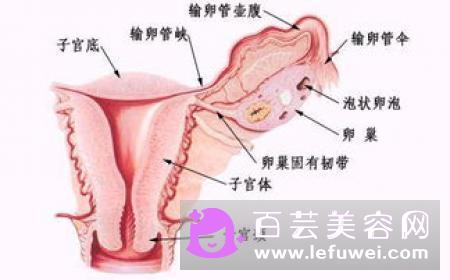 女生仰卧起坐怎么练 伤子宫吗