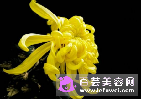 也有人用菊花来泡茶明目,那么菊花可以洗脸吗?有什么好处:菊花可以泡水来