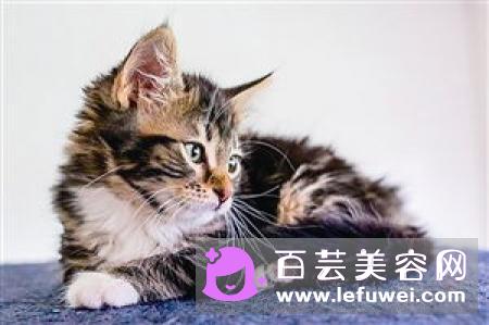 兔子结怎么系好看 详细步骤