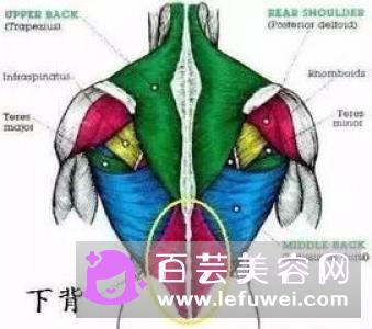 山羊挺身会伤腰吗 和硬拉哪个好