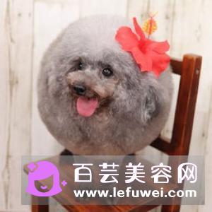 韩剧女主角绵羊头怎么卷