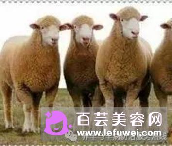 韩剧女主角绵羊头怎么卷