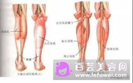 小腿腓肠肌可以捏下去吗 怎么减下去