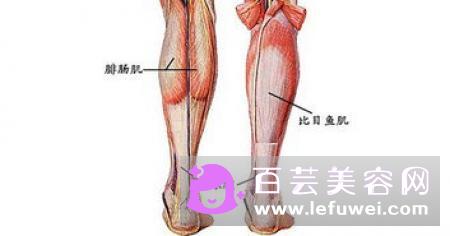 小腿腓肠肌可以捏下去吗 怎么减下去